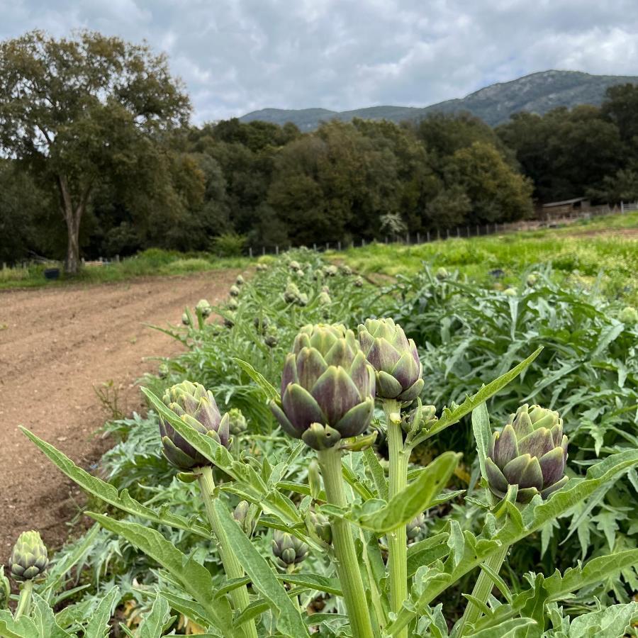 Domaine Finili Βίλα Cauro Εξωτερικό φωτογραφία